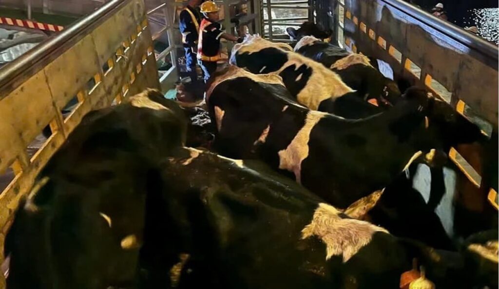 indonesia import 200000 dairy cows dairynews7x7