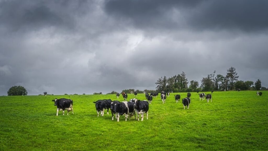 irish dairy farmers high costs dairynews7x7