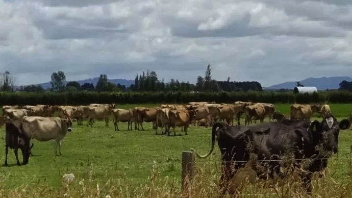 new zealand liberalisation agricultural policies dairynews7x7