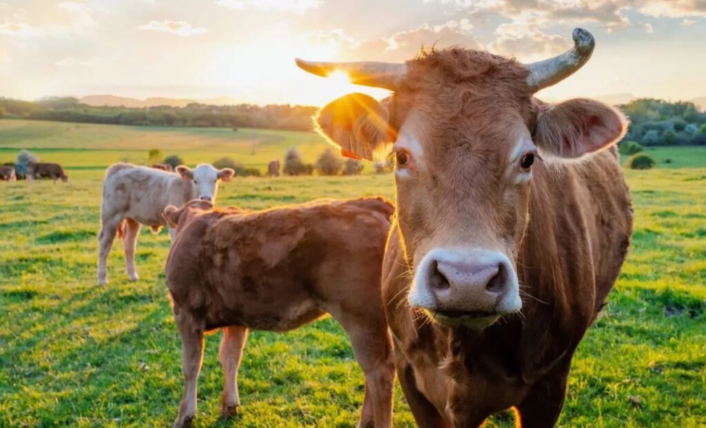 rising heat cut yield by 30% dairynews7x7
