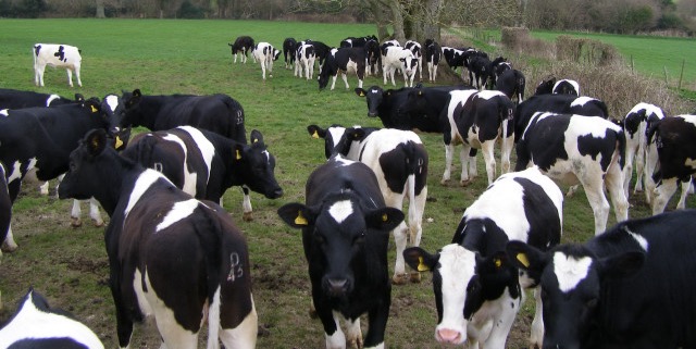 OVERSUPPLY MILK IN UK P LUNGES PRICES DAIRYNEWS7X7
