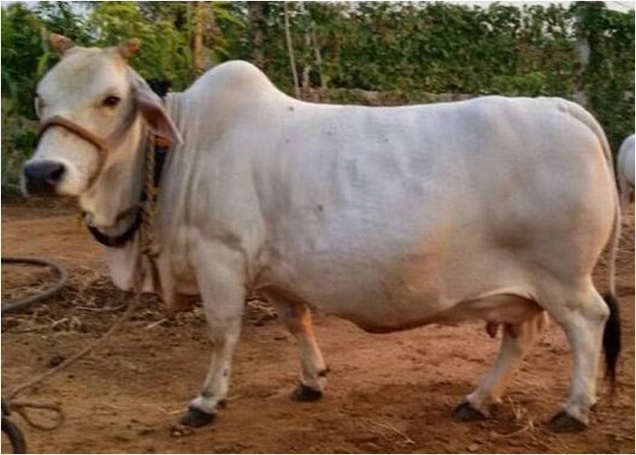 chittoor boost milk production dairynews7x7
