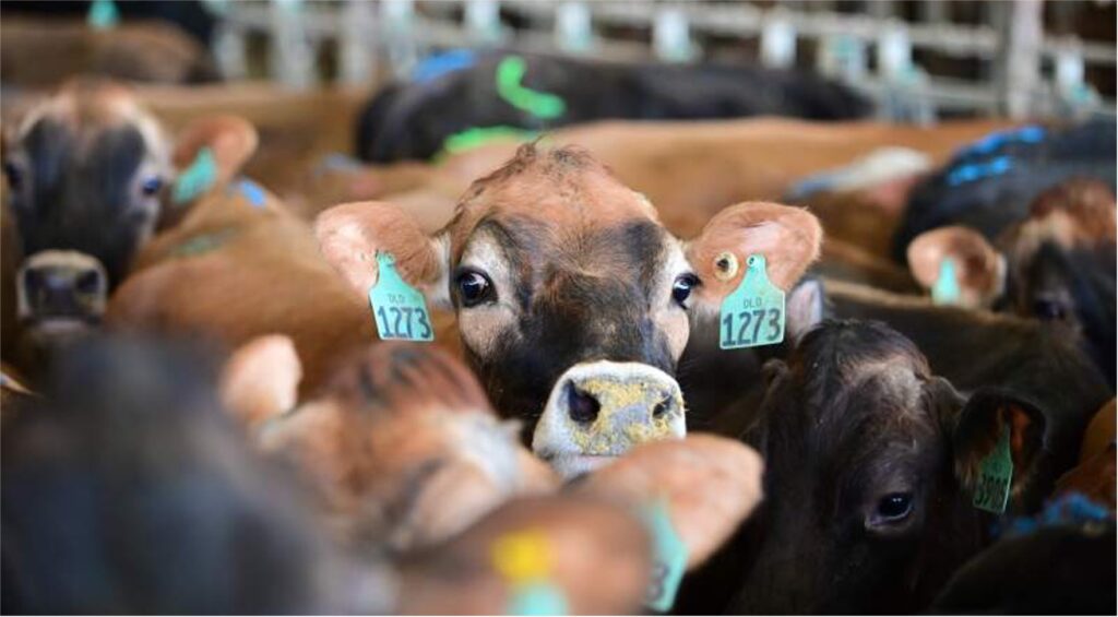 dairy acceleration butterfat protein dairynews7x7