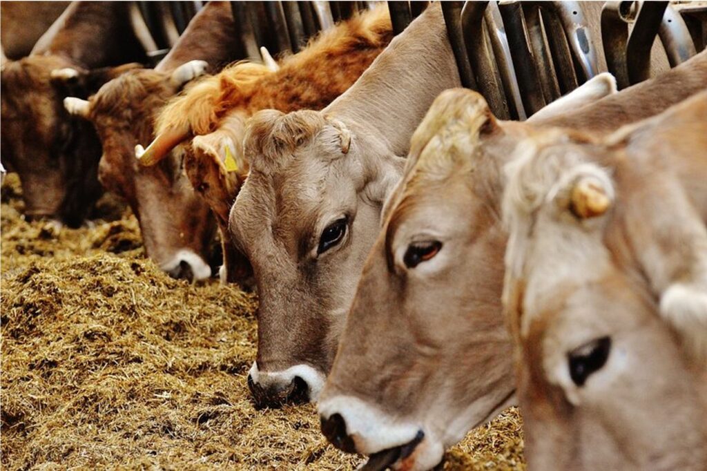 India sps standards dairy isector dairynews7x7