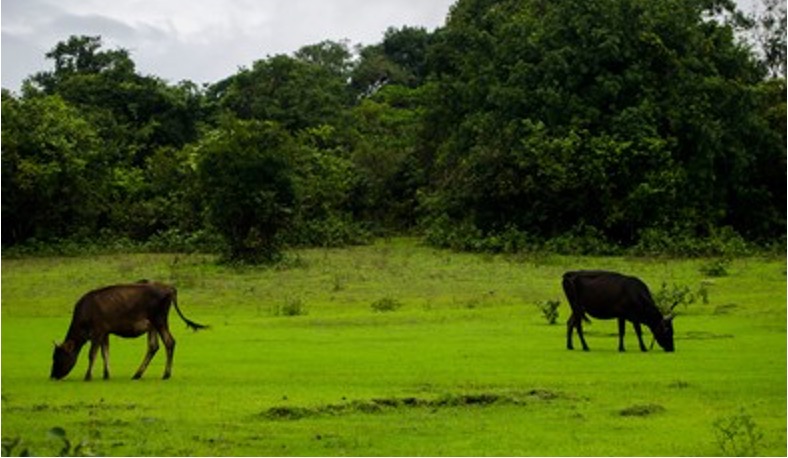 good monsoon karnataka milk surge dairynews7x7