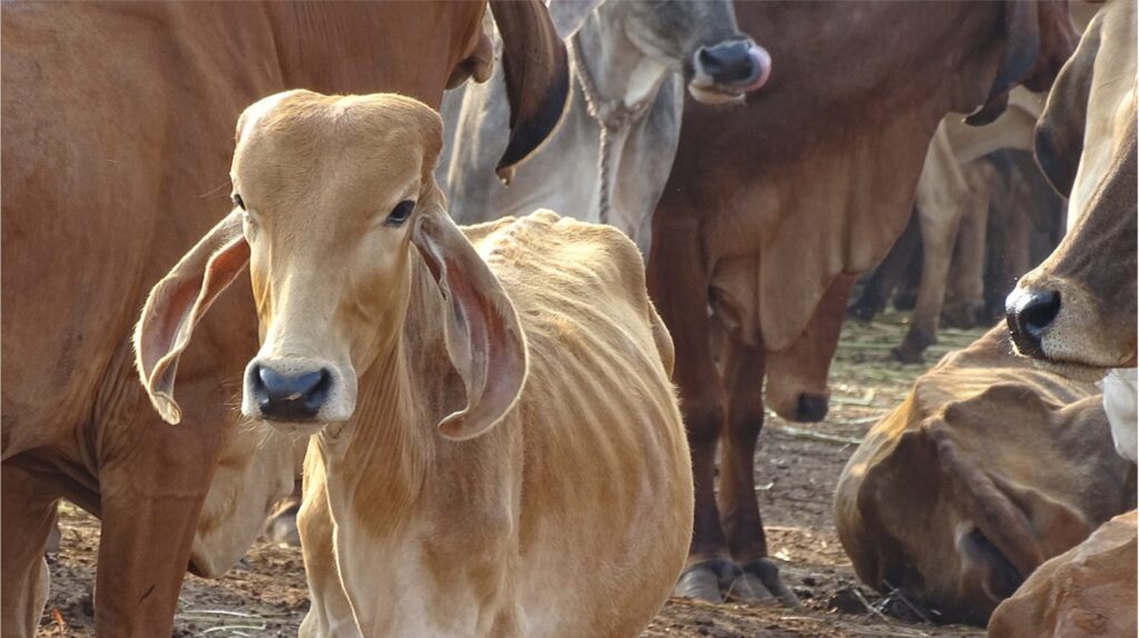 mp cabinet approves cow shelter policy dairynews7x7