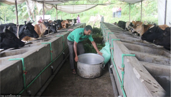 nepal dairy faces crisis dairynews7x7