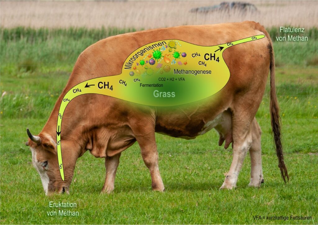 new diet cut methane in cattle dairynews7x7