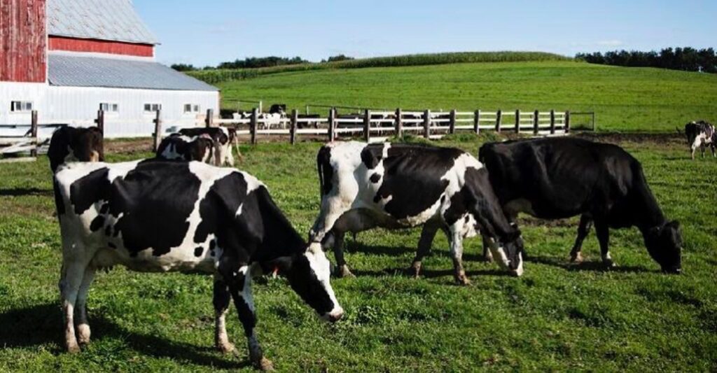 world dairy demand supply outlook dairynews7x7