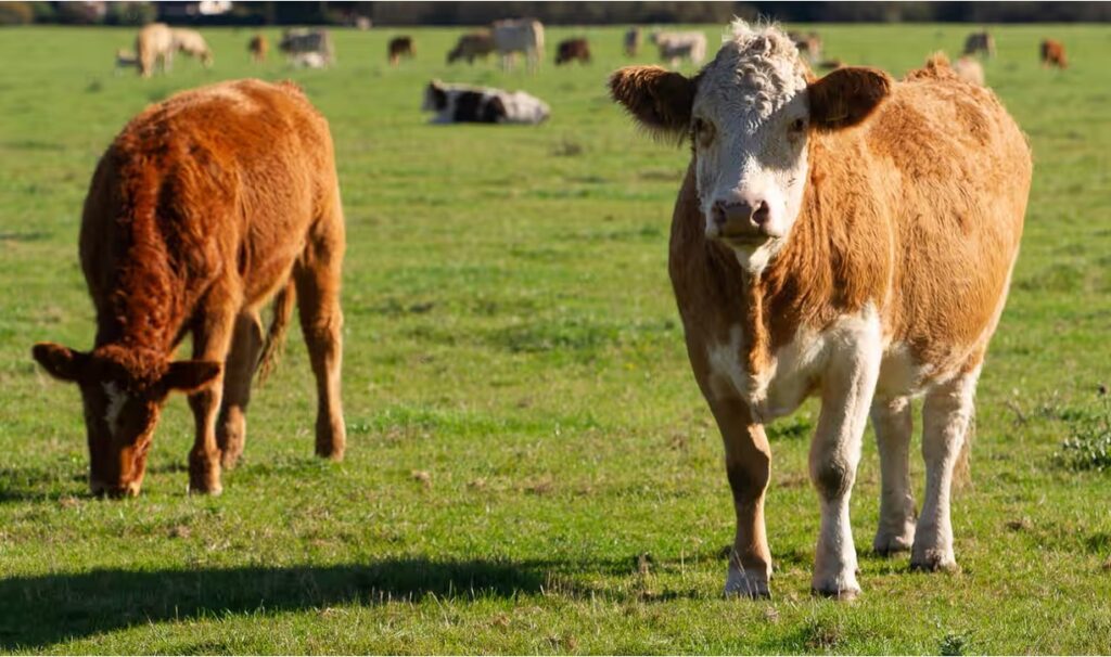 dairy giants lag methane cuts dairynews7x7