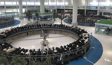 milk production down in China dairynews7x7