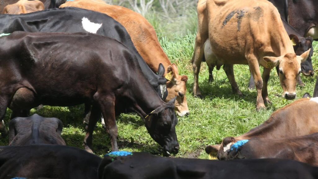 would recent global dairy price increase last dairynews7x7