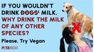 Peta drink dog milk campaign dairynews7x7