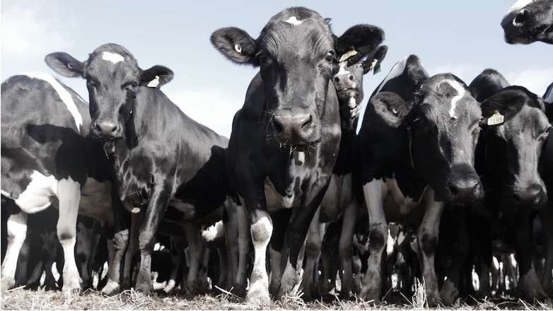 australian dairy farmers disheartened dairynews7x7