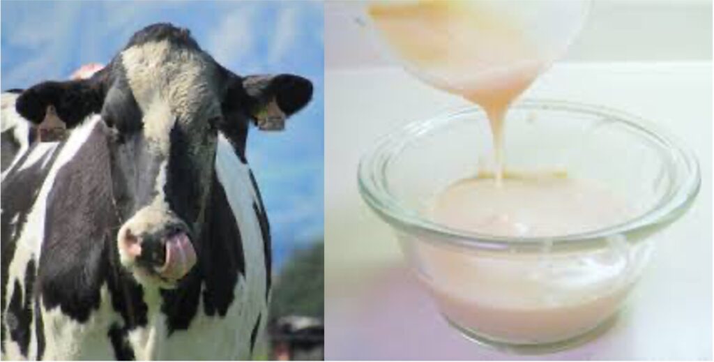 dairy UP cow milk low water dairynews7x7