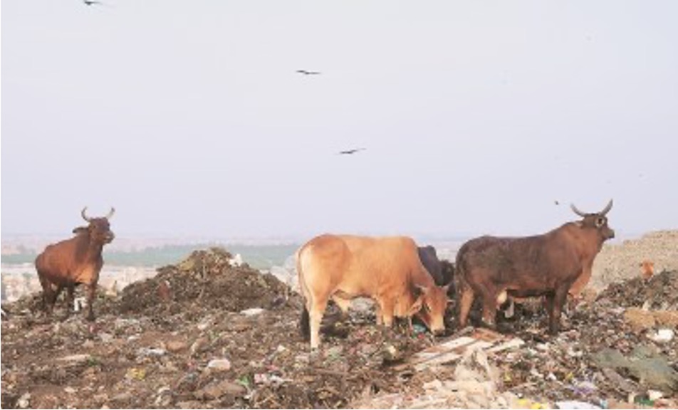 delhi CM for Bio CNG in dairy clusters dairynews7x7