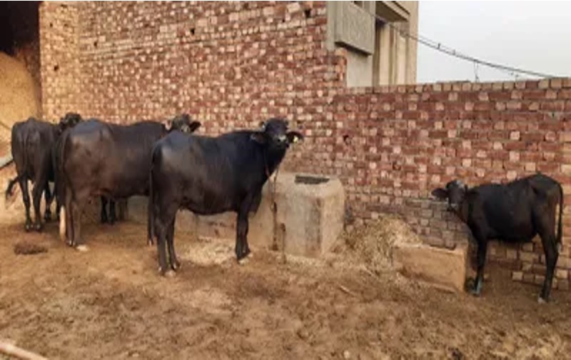 hotter days sirsa dairy low output dairynews7x7