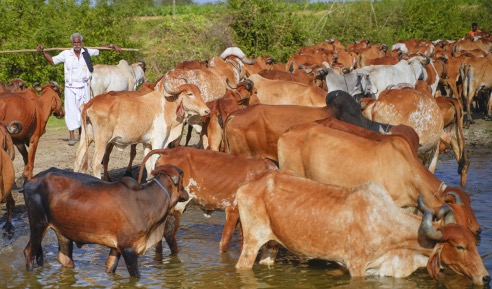 india fpo dairy potential dairynews7x7