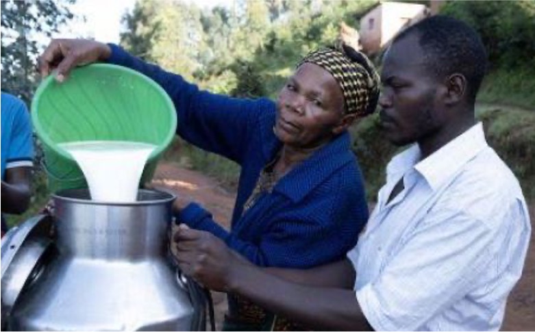 nigeria milk output 1.4 mln tons dairynews7x7
