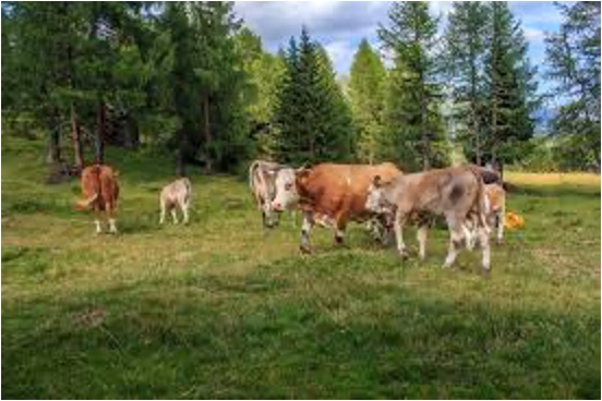 dairy boom face headwinds rabobank dairynews7x7