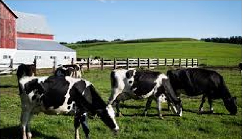 wisconsin dairy farmer sues USDA dairynews7x7