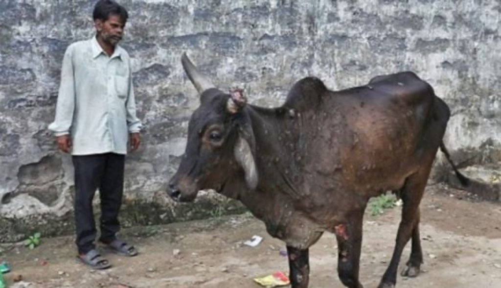 biggest cllenge maharashtra farmer dairynews7x7