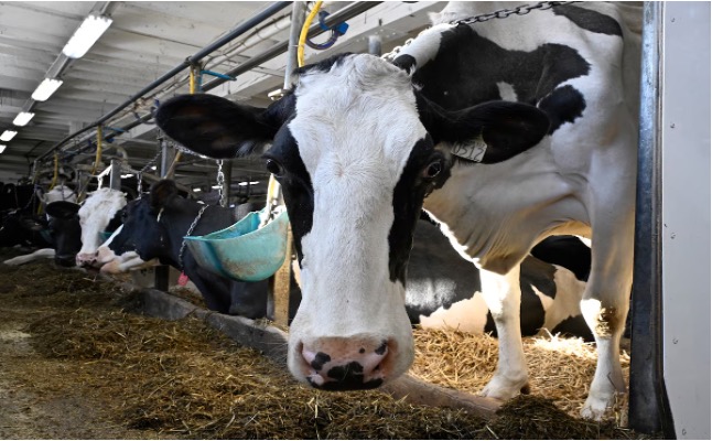 dairy industry outsized in canada dairynews7x7