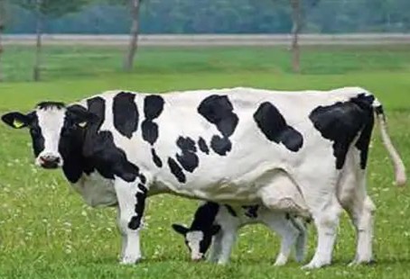 goa bets on frieswal dairynews7x7
