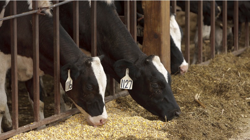 non veg milk India-US trade deal dairynews7x7