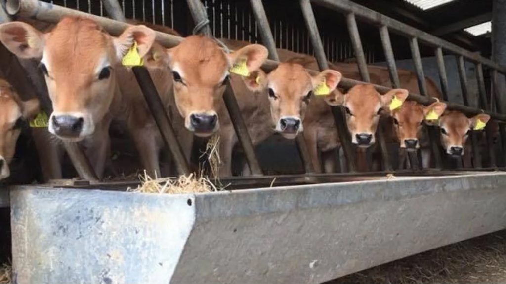 growth of jersey dairy farms dairynews7x7