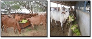 hydroponics 4 image dairynews7x7