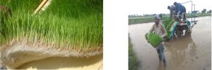 hydroponics image 01 dairynews7x7