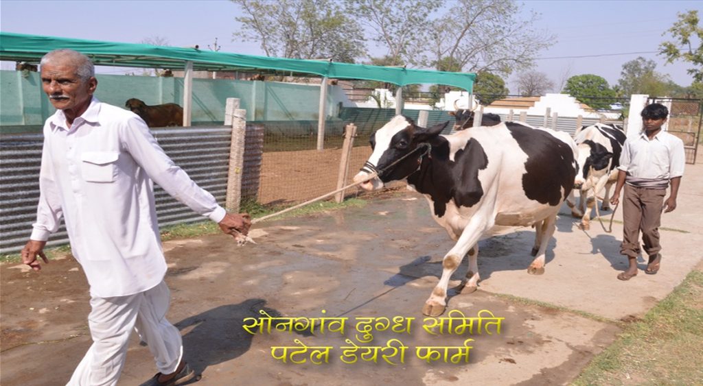 Indore milk union raises milk procurement price dairynews7x7