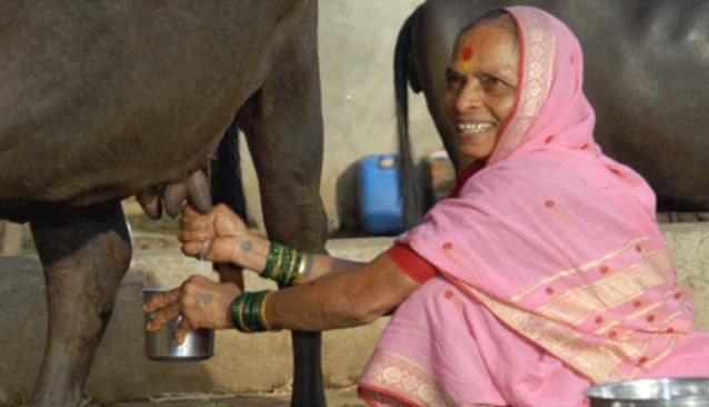 gokul inc farmer price dairynews7x7