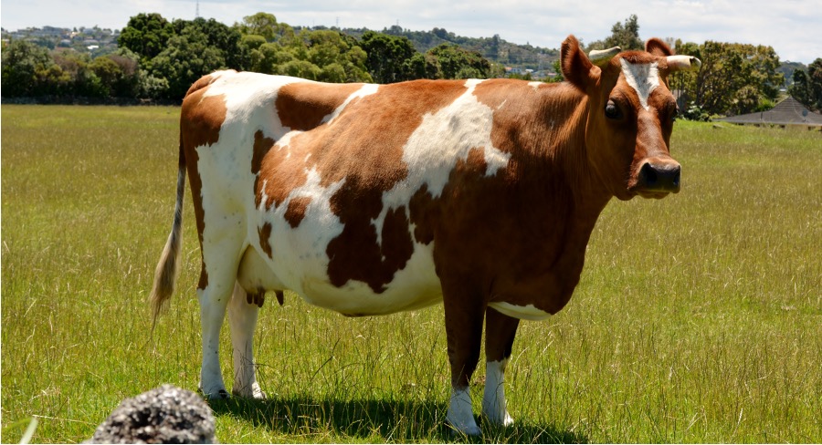 NZ dairy business growth dairynew7x7