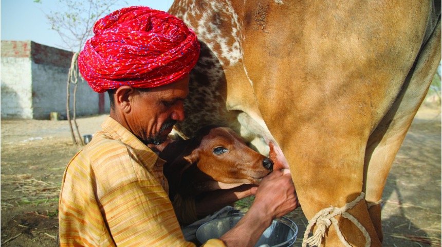 India dairy sector stands firm dairynews7x7