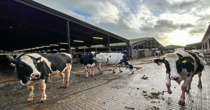 UK milk surge dairynews7x7