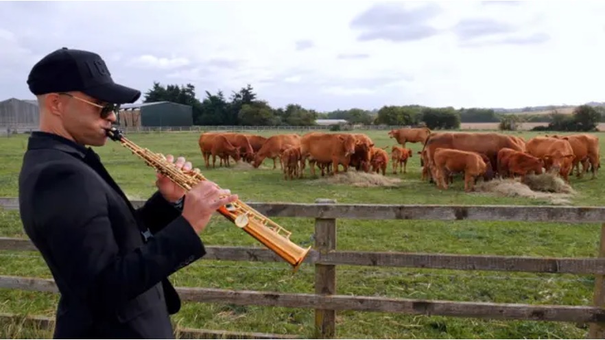 does cow love jazz dairynews7x7