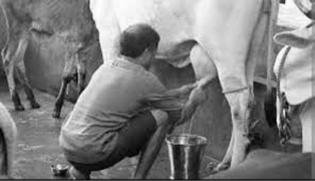 johor sets 3 million LPD fresh milk target dairynews7x7