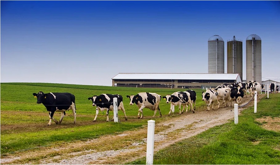 methane reduction crisis danish farmers dairynews7x7