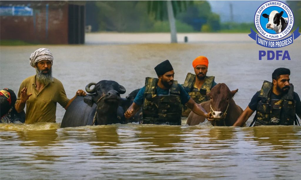 pdfa 50 buffaloes flood-hit dairynews7x7