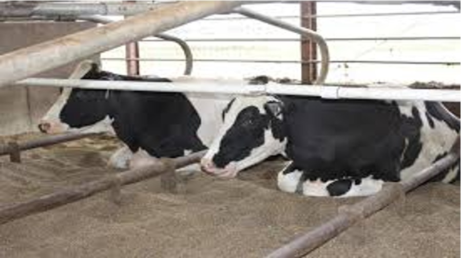 bird flu in wisconsin cattle dairynews7x7