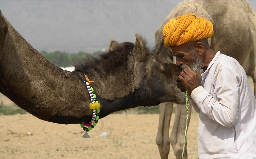 camel milk demand fails to grow dairynews7x7