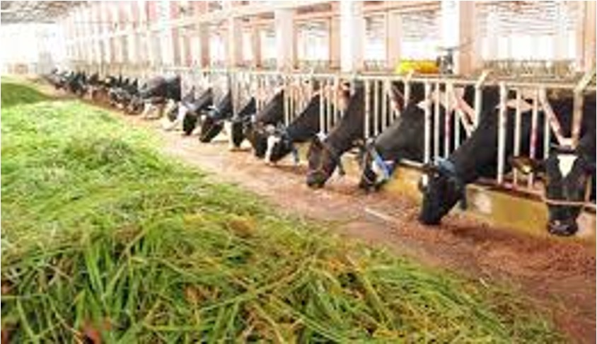 godrej dairy investment telangana dairynews7x7