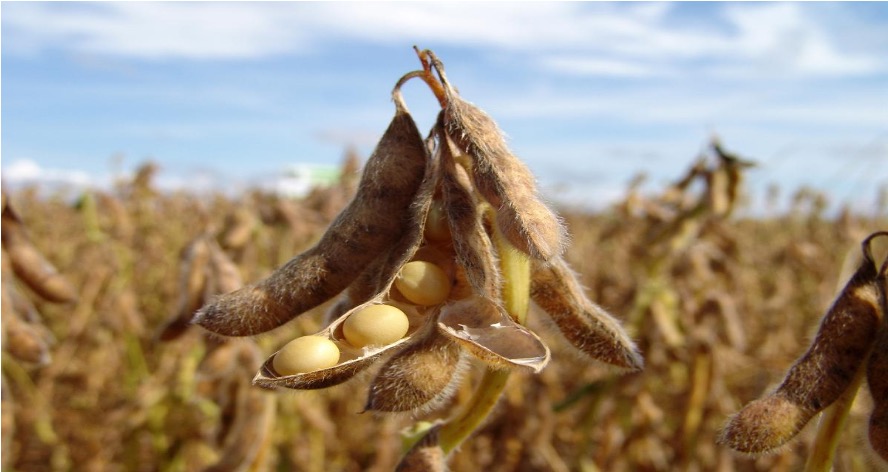 High oleic soyabean dairynews7x7