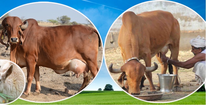 dairy animal husbandry review 2025 dairynews7x7