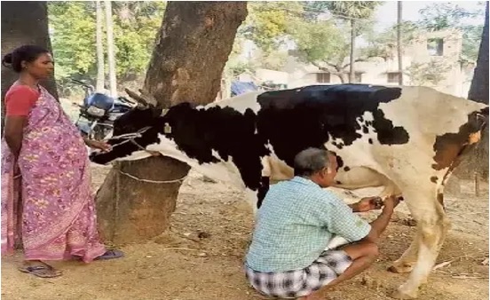 dairy sector chittoor big leap dairynews7x7