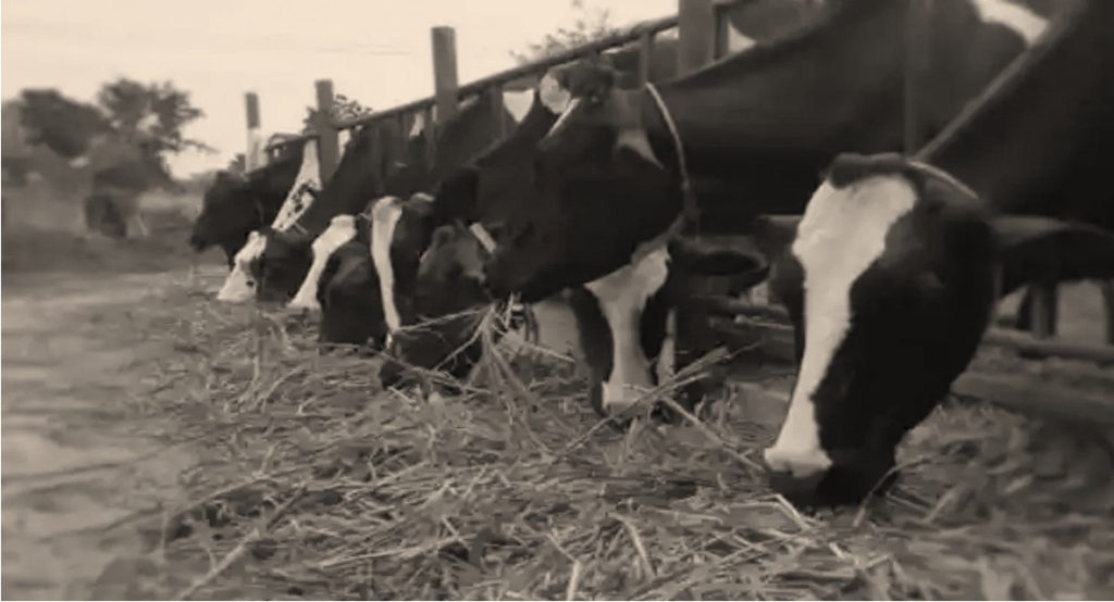 feed inflation stress dairynews7x7