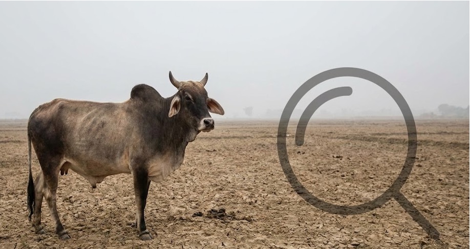 indian cow and climate under scrutiny dairynews7x7