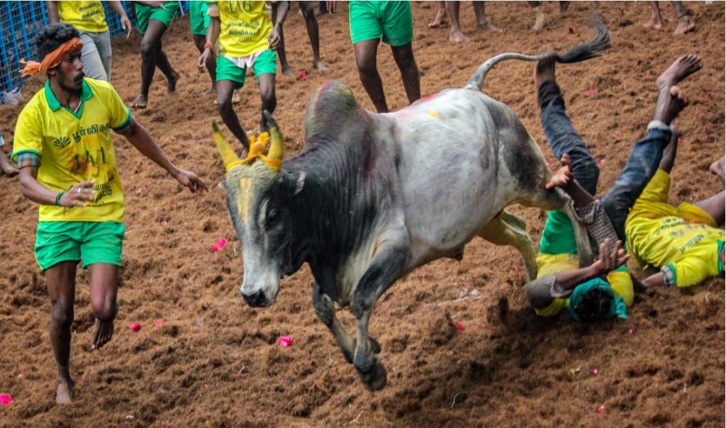 jallikattu attracts tirupati dairynews7x7